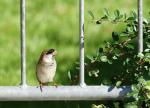 Spatz m. Augenbinde