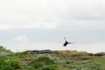 Vögel auf Farne Islands