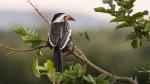 Red-billed Hornbill