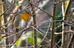 Rotkehlchen im Gartenstrauch