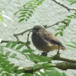 Rotschwanz Jungvogel