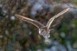 tyto alba1