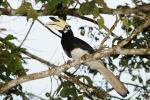 Oriental Hornbill (Malaysia - Borneo)