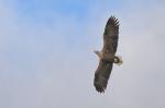 Seeadler