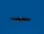 Seeadler