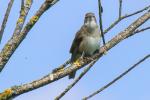 Singvogel in Wassernähe 2