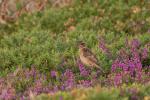 juveniles Schwarzkehlchen