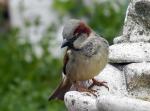 Spatz am Brunnen