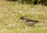 Spatz im Gras