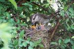 Sperbergrasmücke am Nest 1