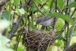 Sperbergrasmücke am Nest 6