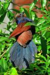 coucal