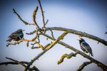 Stare im Frühling