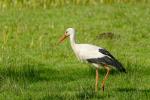 Storch