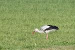 Storch_1