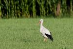 Storch_2