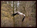 Storch schwer beladen