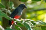 Schieferschwanz Trogon