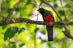 Schieferschwanz Trogon