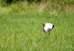 Storch bei Futtersuche