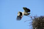 Storch Abflug