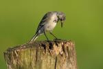 Bachstelze Jungvogel