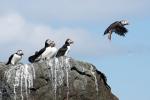 Vögel auf Farne Islands