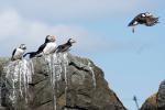 Vögel auf Farne Islands