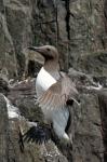 Vögel auf Farne Islands