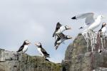 Vögel auf Farne Islands