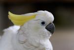 Cockatoo01