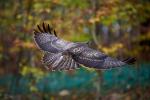 mein erster Mäusebussard im Flug