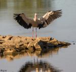 Storch