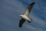 Möwe auf Fehmarn/Burgstaaken IV