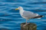 Möwe auf Fehmarn/Burgstaaken III