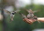 Spatz in der Hand