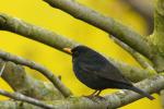 Amsel