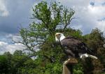 Weißkopfseeadler