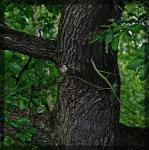 Bei Gewitterregen hoch oben im Baum