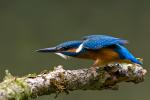 eisvogel angreifen