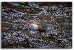 Wasseramsel-5