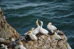 Bempton Cliffs