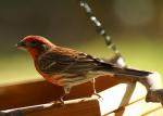 Housefinch