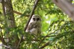 Young Barred Owl