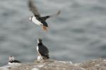 Fliehende Puffins