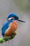 eisvogel in ruhe