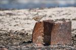 Spatz am Helgoländer Nordstrand