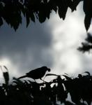 Amsel-Silhouette mit Kirsche