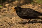 Amsel