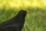 Amsel